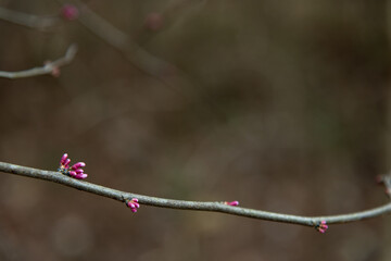 Redbud Horizontal Dark Background
