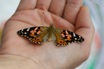 papillon