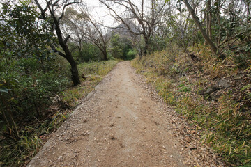 香川県観音寺市　高屋神社　参道
