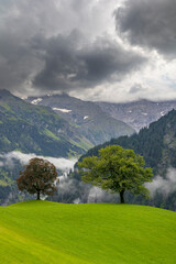 Lonely trees in countryside, Swiss Alps nearby Unterschächen