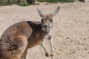 Domesticated Kangaroo in a dusty rural hobby farm.