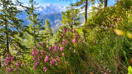 Bell heather with scenic view of snow capped mountain peaks of Karawanks on the way to Sinacher Gupf in Carinthia, Austria. Mount Wertatscha is visible through dense forest in early spring. Rosental