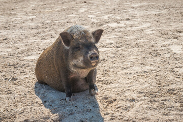 Domesticated pot belly pig in a dusty rural hobby farm.