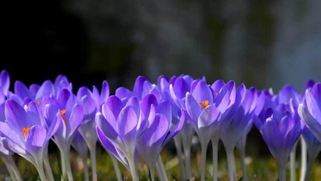 
Crocus, flowers of spring in Germany, camera tracking