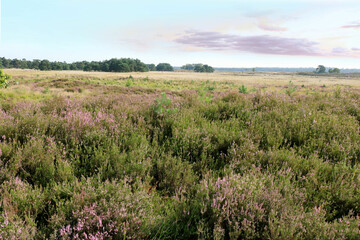 lovely nature in cross border park De Zoom, Belgium, the Netherlands