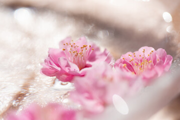 Obraz na płótnie Canvas 水に浮かぶ梅の花