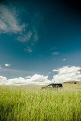 Top of an SUV out exploring a bright rural field on a sunny spring day