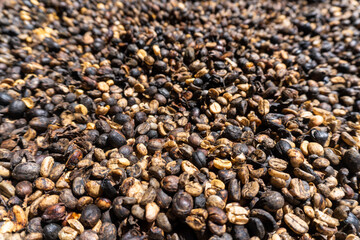 Coffee berries left to dry in the sun. Dry process, natural processing. fter picking the coffee cherries from the coffee trees, they are spread out in thin layers to dry in the sun.