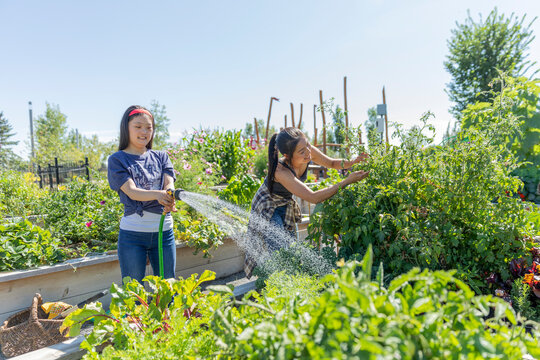 Young woman with Down syndrome watering plants in sunny community garden