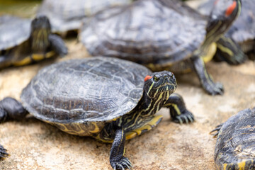 Redear turtle in water pond