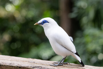 Leucopsar rothschildi in the zoo park