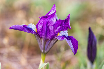 Dwarf iris in Pusty kopec u Konic near Znojmo, Southern Moravia, Czech Republic