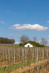 Fototapeta premium wine cellar, Palava region, South Moravia, Czech Republic