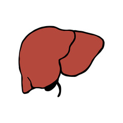 Liver doodle vector illustration. Human internal organ cartoon icon isolated on white background
