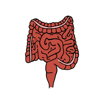 recommend clip art: Intestines doodle vector illustration. Digestive system cartoon icon isolated on white background