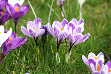 Purple and white striped crocuss ÔpickwickÕ in bloom.