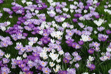 Purple and mauve crocus ‘pickwick’ and ‘flower record’ blooming.