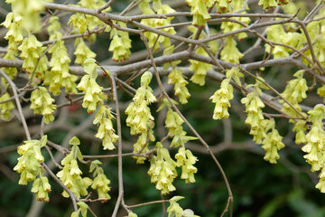 The dainty yellow flowers of Winter Hazel.