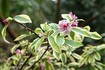 Winter Daphne odora Ômae-jimaÕ in flower