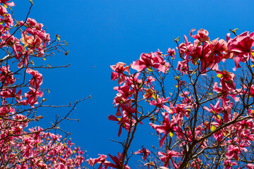 a gorgeous shot of a tree with stunning pink flowers surrounded by lush green trees and bare winter...