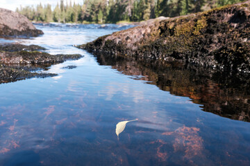 Lonely leaf in the water of Tuntsayoky river on sunny summer day. Murmansk Oblast, Russia.