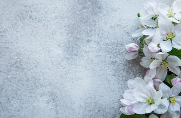 Fototapeta na wymiar Blossom flowers on gray concrete backdrop.