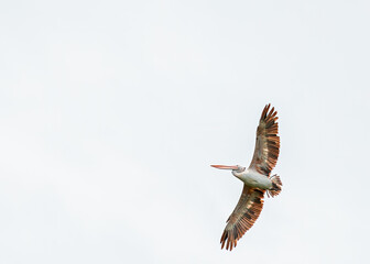 Spot billed Pelican in sky