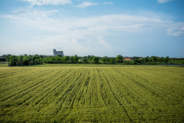 Fototapeta na wymiar View of crops in Vojvodina, Serbia
