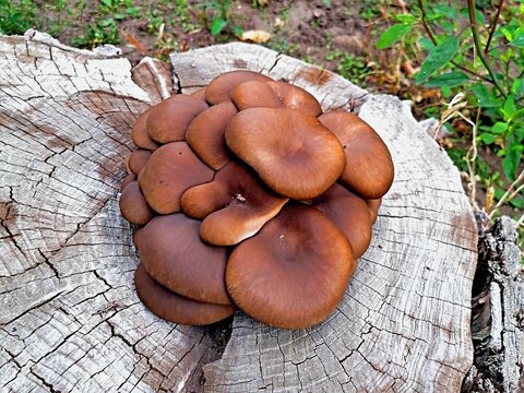 Toadstool mushrooms grow on a stump in the forest
