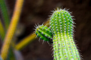 Spikes of a cactus in detail and macro