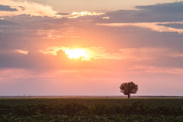 Fototapeta na wymiar A lone tree in a field at sunset