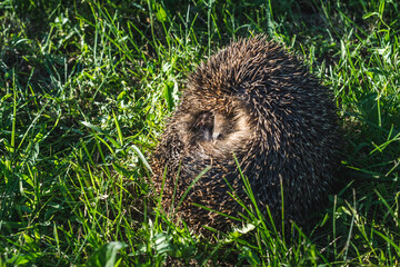 Close up shot of a small, cute hedgehog