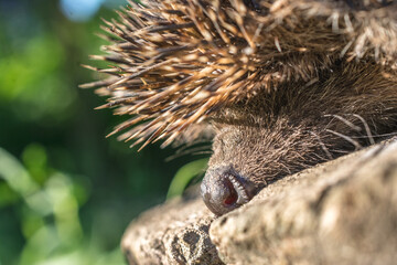 Close up shot of a small, cute hedgehog