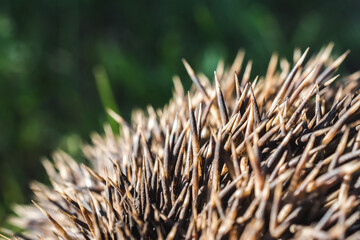 Close-up shot of a hedgehog needles