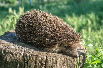 Close up shot of a small, cute hedgehog