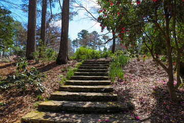 a wide stone staircase up a hill surrounded by trees with pink flowers and lush green plants and trees and bare winter trees with blue sky and clouds at Smith-Gilbert Gardens in Kennesaw Georgia USA - Powered by Adobe