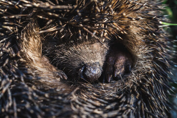 Close up shot of a small, cute hedgehog
