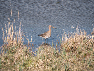 black-tailed godwit standing in a lake at the polder of Eemnes in the Netherlands