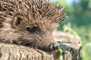 Close up shot of a small, cute hedgehog