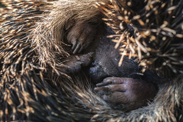 Close up shot of a small, cute hedgehog