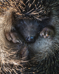 Close up shot of a small, cute hedgehog