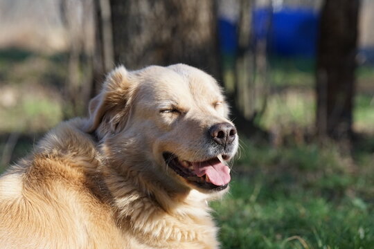 Funny Sneaky Laughing Dog With Evil Thoughts