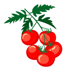 Obraz premium Bunch of tomatoes with leaves and fruits. Vector illustration isolated on white background.