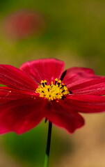 Close-up of cosmos flower (Cosmos Bipinnatus). Beautiful cosmos flower with green background.