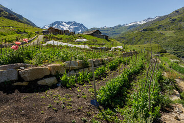 jardin en permaculture dans les alpes en  - 492094644
