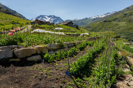 jardin en permaculture dans les alpes en 