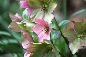 The fading flowers of Helleborus ÔWalberton's RosemaryÕ