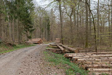 Forest Road.