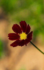 Close-up of cosmos flower (Cosmos Bipinnatus). Beautiful cosmos flower with green background.
