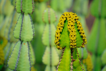 Photography of a green and yellow colored Cactus with large spikes